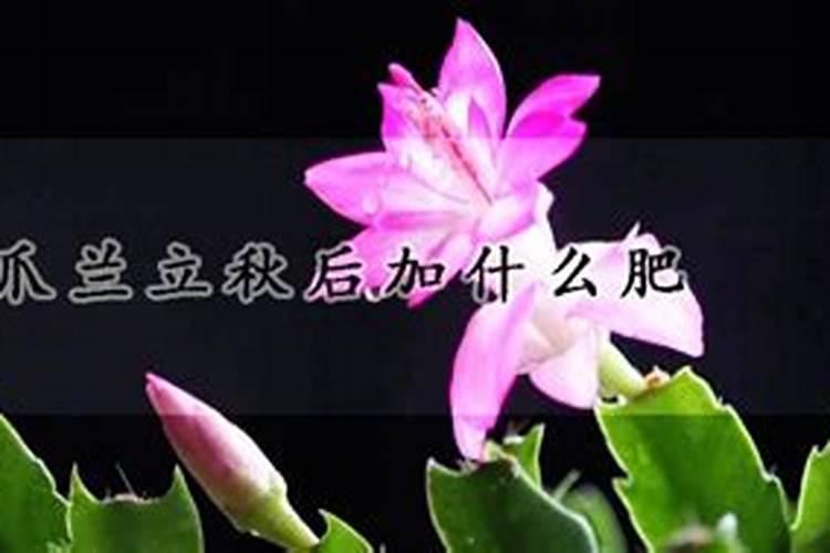 蟹爪兰立秋后加什么肥？