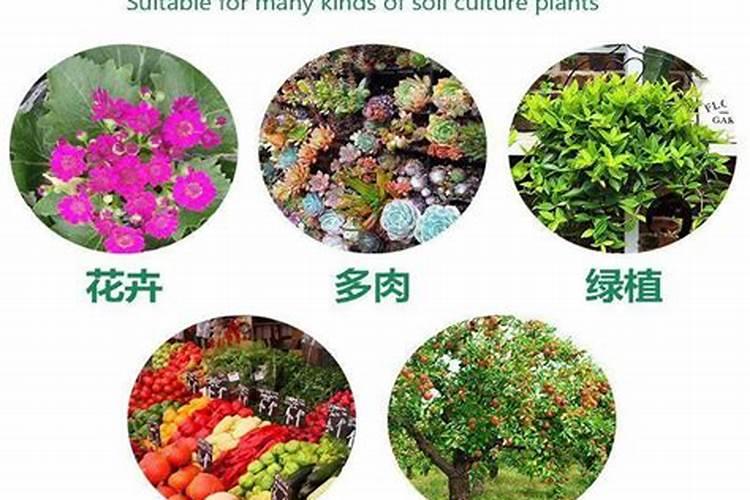 多肉植物用什么肥料养比例是多少