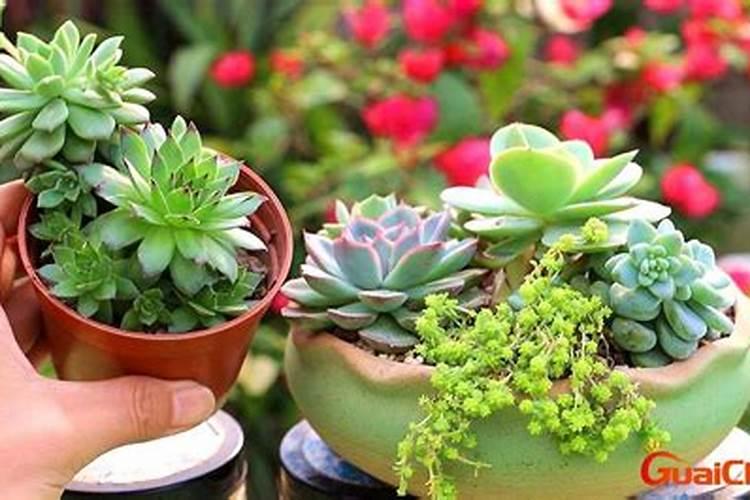 多肉植物怎么养才养得又大又肥