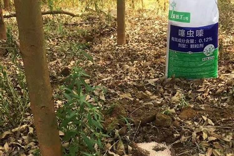 第一给桉树施肥放多少肥料？