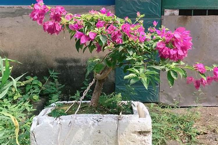 三角梅能施农家肥吗？