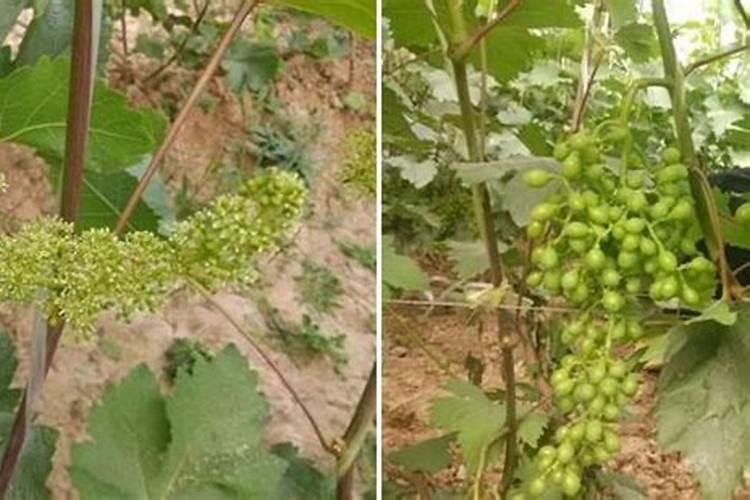 葡萄萌芽前及萌芽期管理和用药？