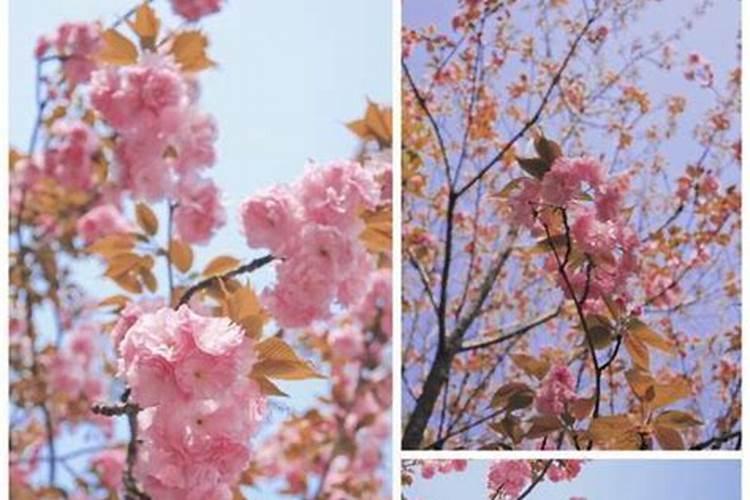 樱花怎么施肥