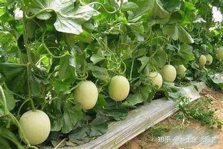 吊蔓甜瓜水溶肥怎么上色好看？