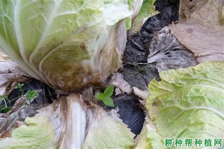 如何预防大白菜软腐病、霜霉病？