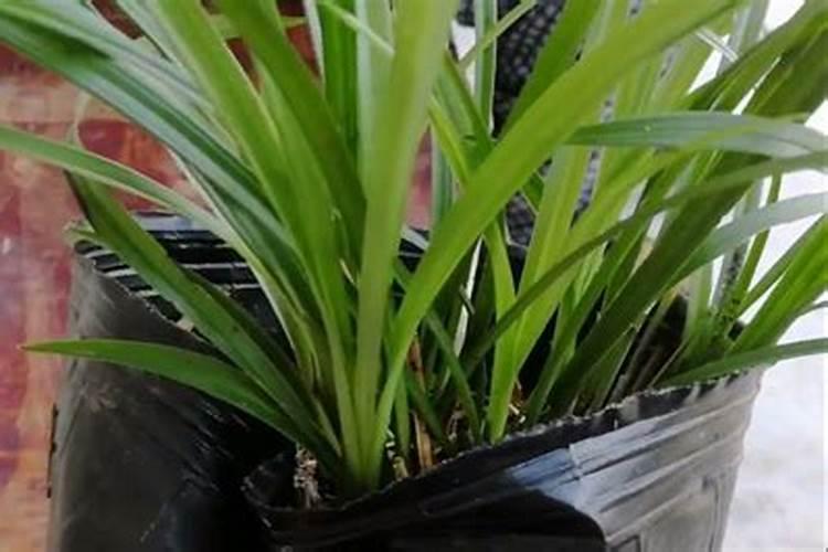 米兰花施尿素行不行