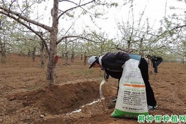 包菜用什么磷肥效果好？