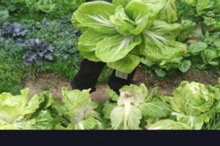 包菜春节前能交水吗？