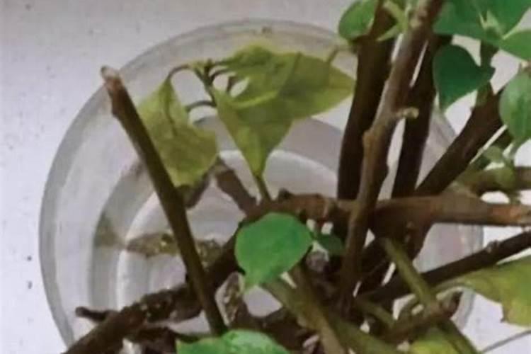 自制多肉生根水的最好办法