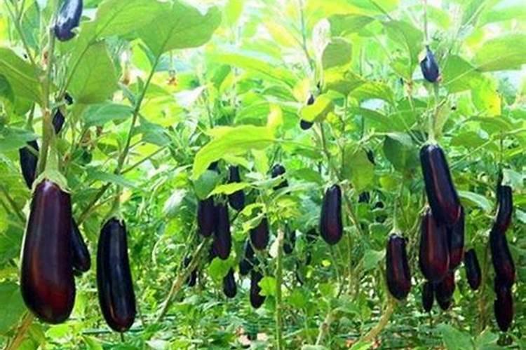 茄子叶面肥什么时候施肥最好？