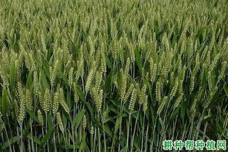 氮肥是大家非常熟悉的肥料,小麦氮肥后移技术哪些？
