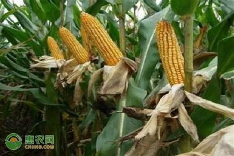 玉米种植每亩地需要多少斤底肥(播种玉米一大亩的底肥量)