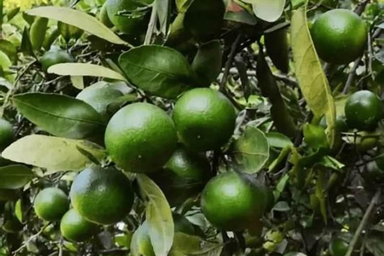 果树施加何种肥料可以让果实又大又甜呢？