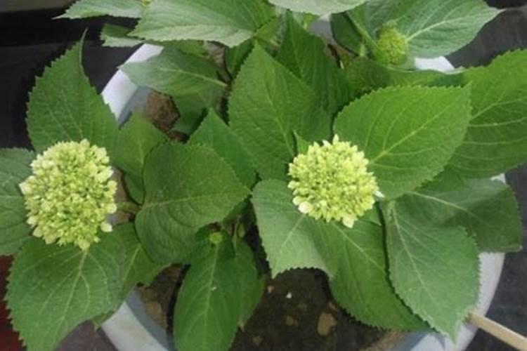 绣球花施什么肥
