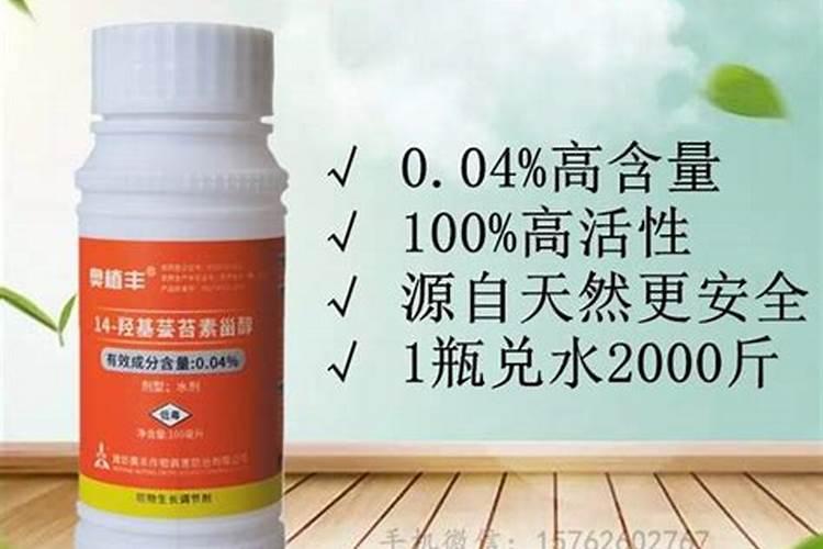 芸苔素内酯在什么地方可以种植？