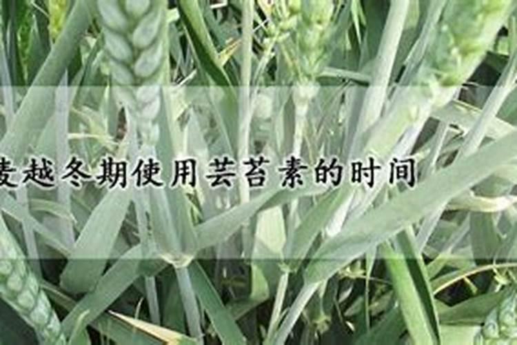 小麦怎样利用芸苔素内酯