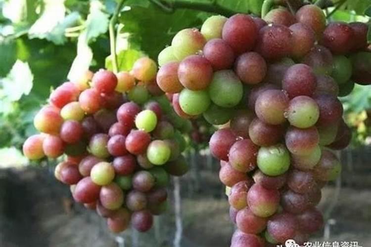 葡萄多施磷肥红的快吗为什么？