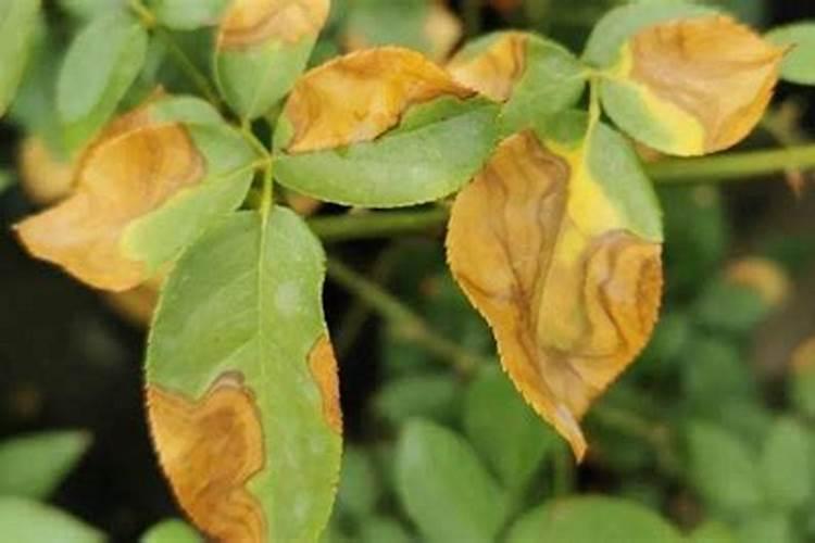 茶叶树撒肥后叶子变黄枯死怎么办？