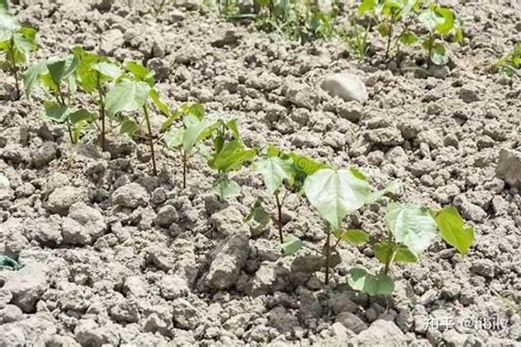 当前棉花叶面施肥怎么样追加