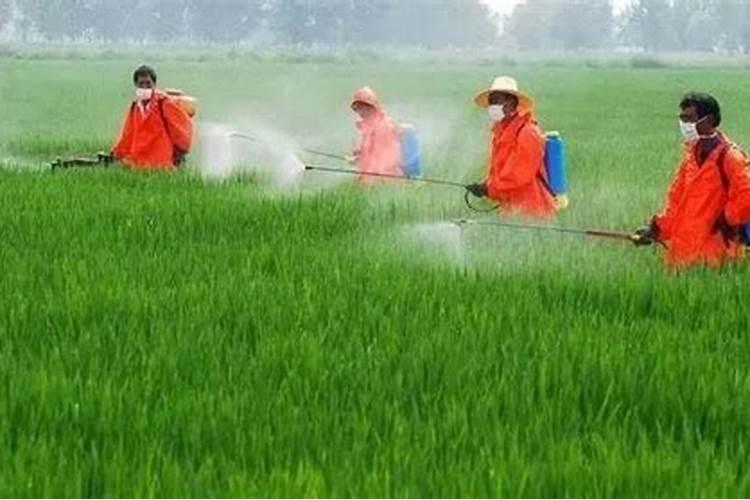 磷酸二氢钾加尿素喷施叶花叶黄了可以吗？