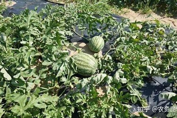 西瓜红糖叶面肥怎么用效果好？