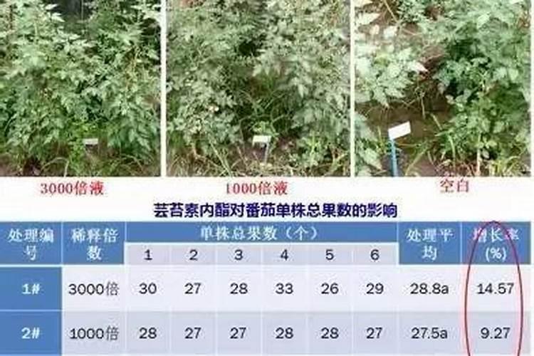月季烂根能用芸苔素内酯吗