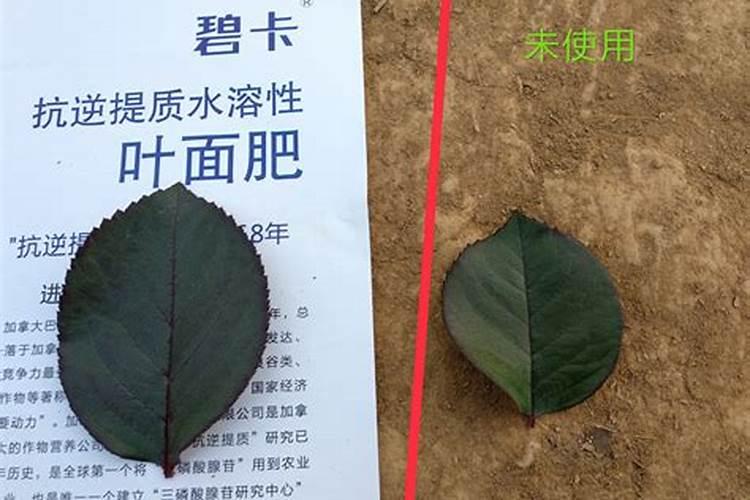 花卉叶面肥用什么激素效果好？