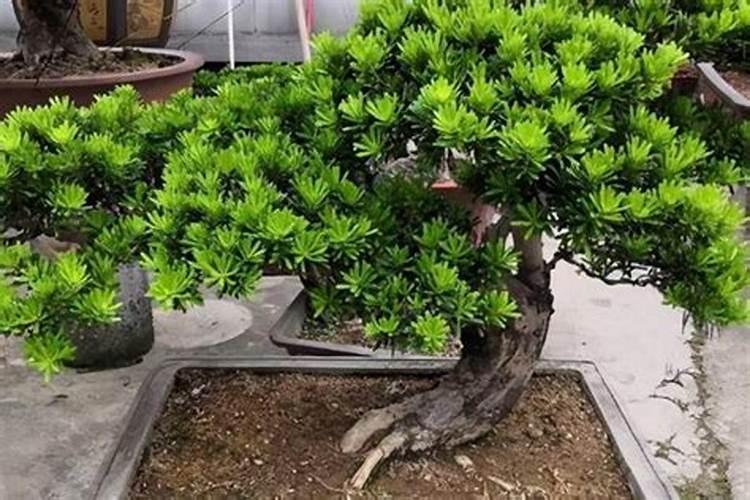 罗汉松施氮肥与水比例多少最好？
