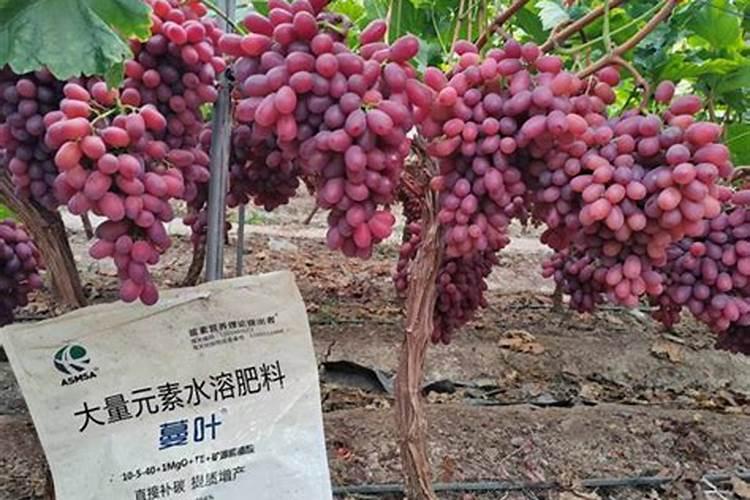 种葡萄用什么肥料？