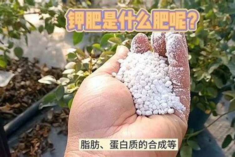 钾肥主要起到什么作用和用途？