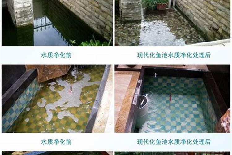 改善鱼池水质的方法。