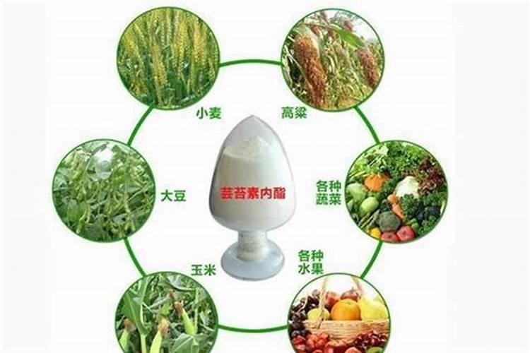 蒜苔素内酯过期八个月还有效吗