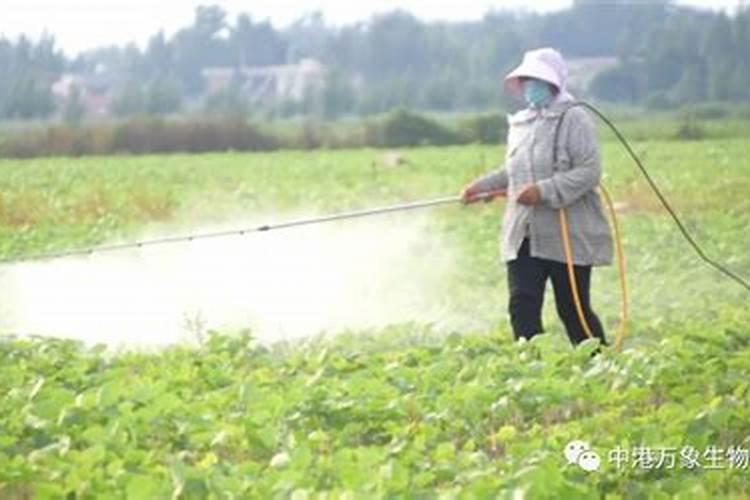 硼肥在大豆上什么时候喷施最好？