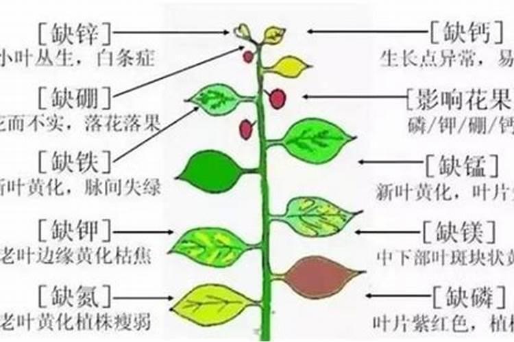 什么叫肥料利用率？不同种类肥料的一般利用率是多少？