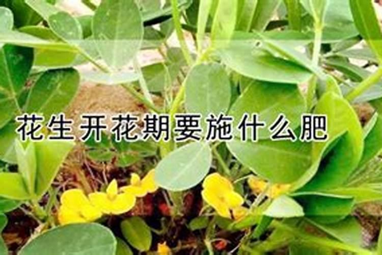 花生种植要多施钙肥,是为何？