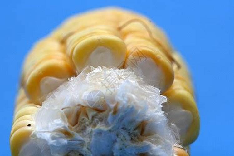 甜脆玉米芯子叶子卷是什么病？该用什么药？