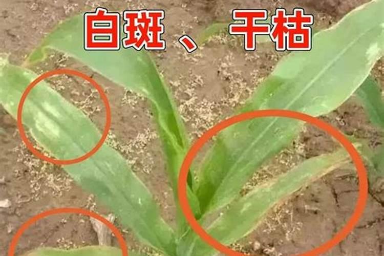 玉米解药害的最好药