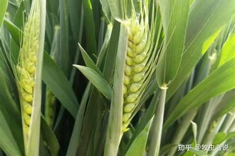 小麦刚返青打什么叶面肥好一点？