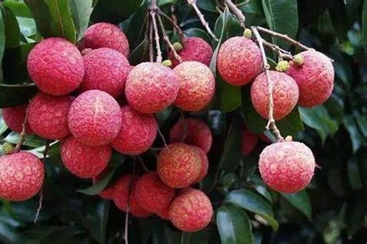 荔枝施氮肥每亩多少斤肥料合适？