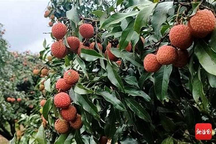 为了保证荔枝产量和品质的提高,该如何施肥呢？