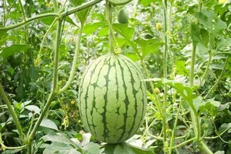 西瓜可以追施锌肥嘛为什么？