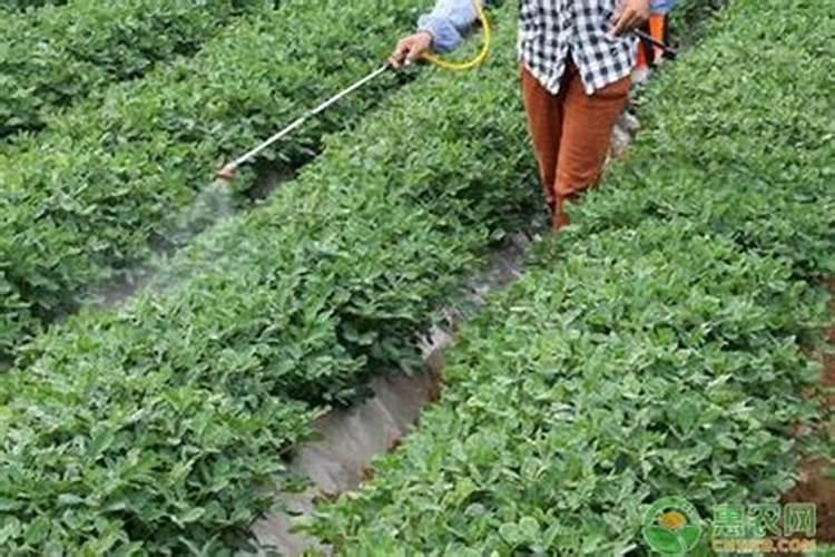 不同蔬菜如何选择叶面肥,不同蔬菜叶面肥的选择方法？