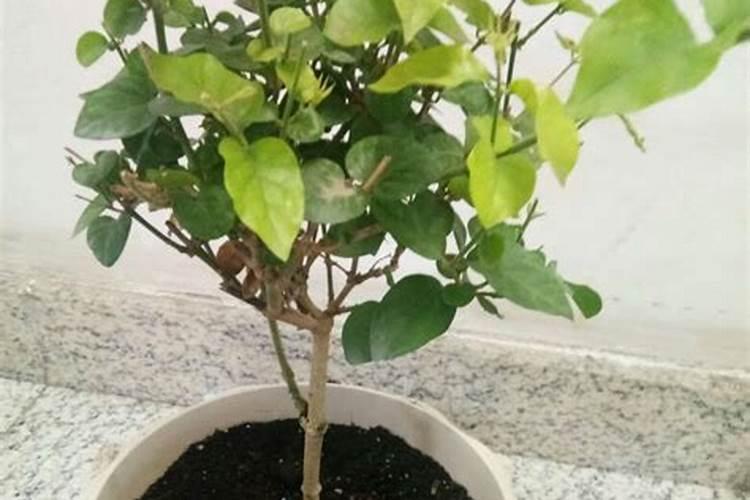 烂苹果怎么做花的肥料