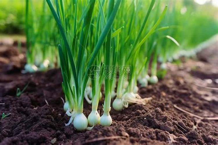 阴天菜地里可以洒尿素吗？