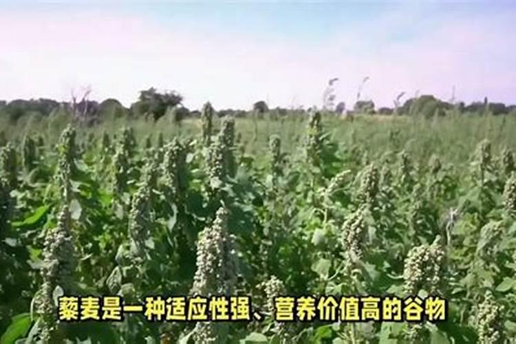 藜麦种植条件