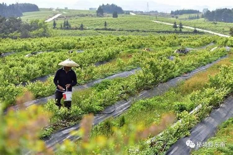 蓝莓花后用什么叶面肥效果好？