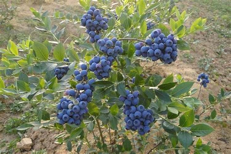 蓝莓施什么肥最好