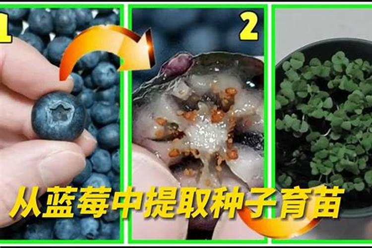 蓝莓苗能用磷酸二氢钾？
