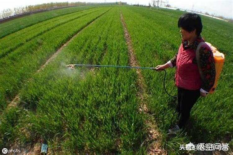 什么样的叶面肥最好养根系？