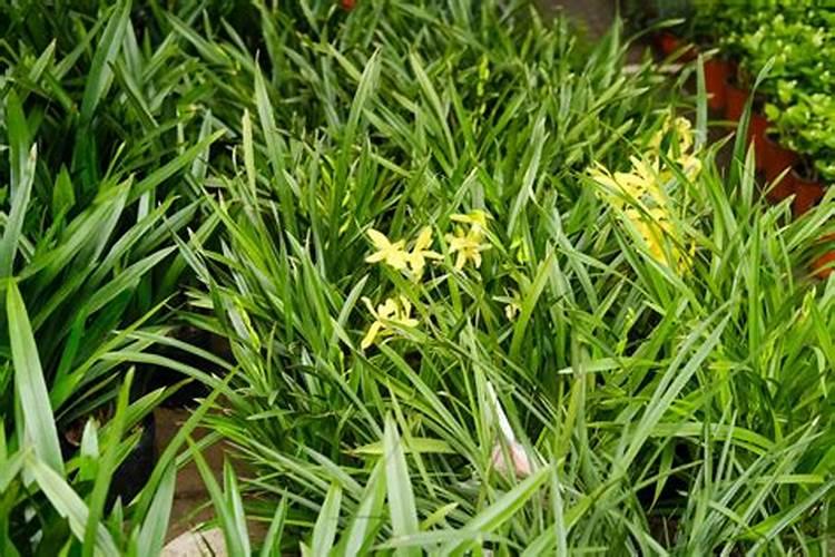 兰花专用肥哪个最佳兰花用什么叶面肥最好